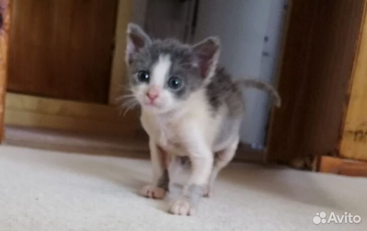 Котята в добрые руки бесплатно