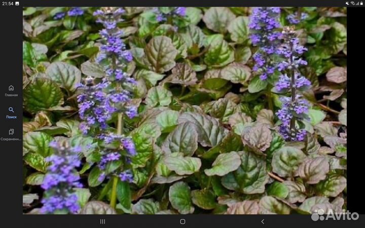 Живучка ползучия