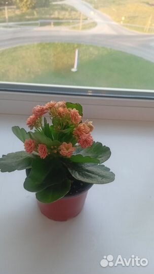 Каланхоэ цветущий