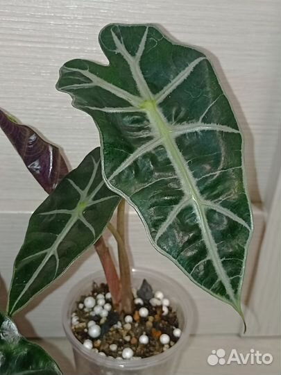 Алоказия Полли