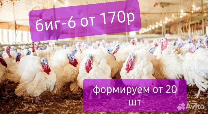 Инкубационное яйцо