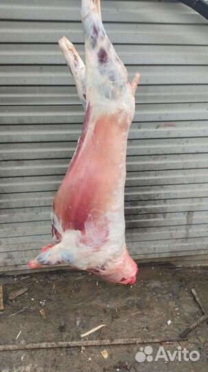 Эко мясо, козлятина, Говядина, баранина, жир