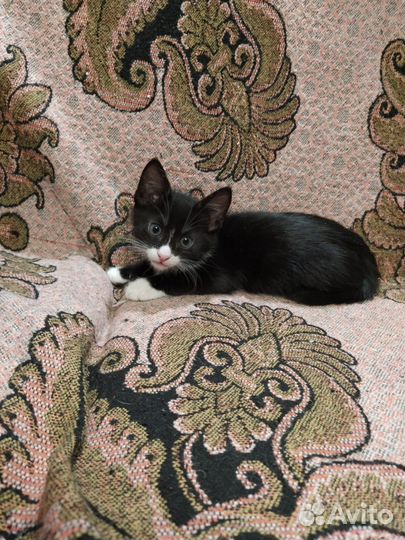 Котята ищут дом