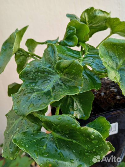 Филодендрон Атом