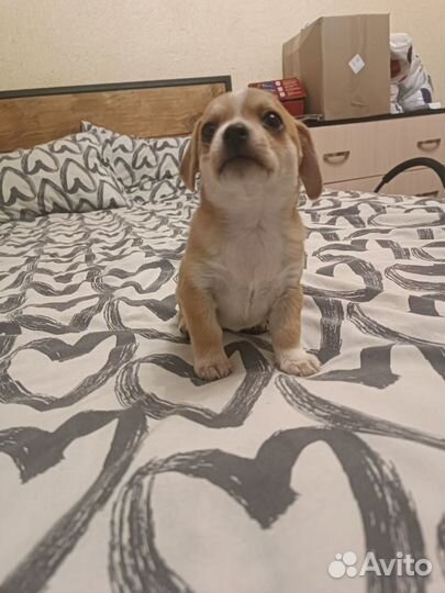 Щенки чихуахуа