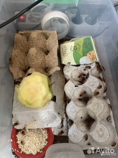 Кормовые насекомые: туркменский таракан