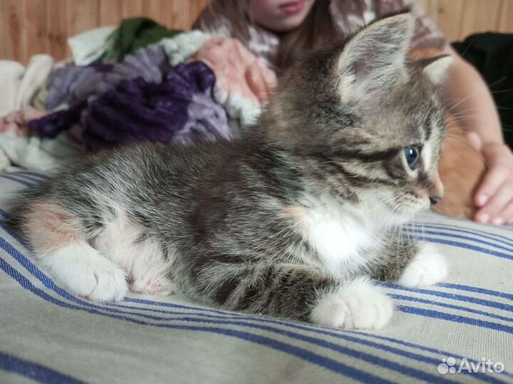 Котенок в дар бесплатно