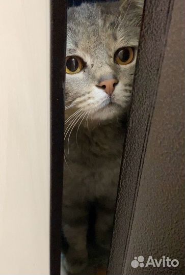Котик в поисках счастья