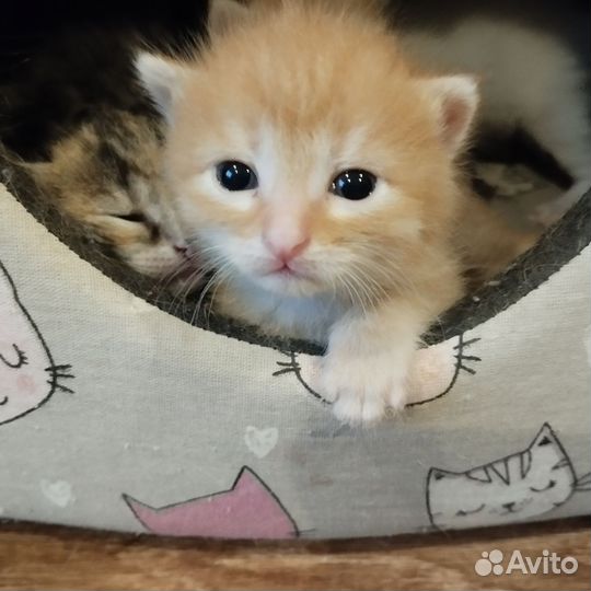 Кошки в добрые руки