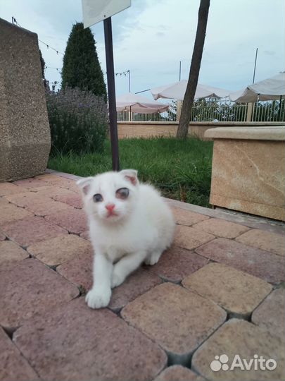 Отдам бесплатно