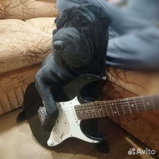 Кобель вязка
