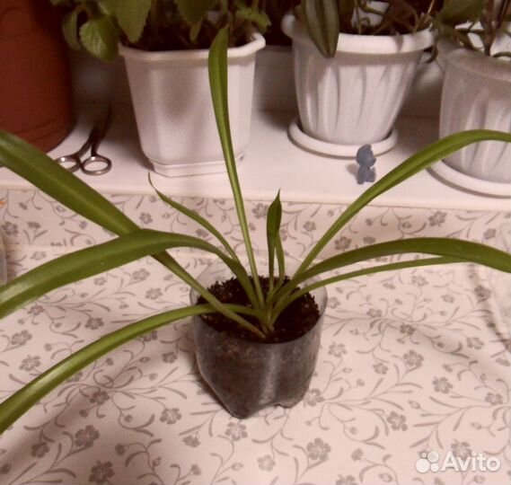 Мята Хлорофитум кудрявый Бегония Алоэ