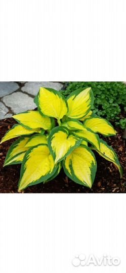 Хоста Оранж Мармелад, Сортовые Хосты