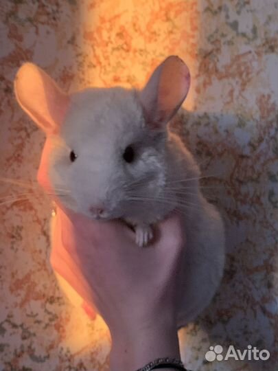 Шиншилла
