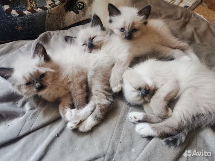 Котята рэгдолл