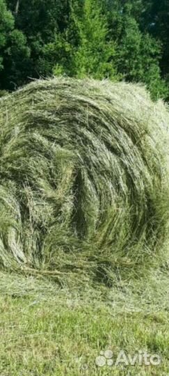 Сено в рулонах 110пресс, количество 70шт
