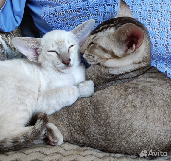 Ориентальные котята