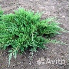 Можжевельник горизонтальный
