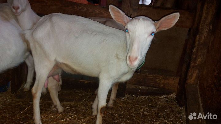 Коза козлята