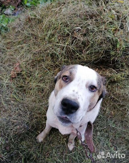 Щенок Алабая