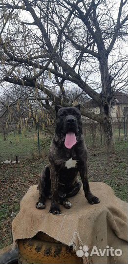 Кане Корсо Вязка