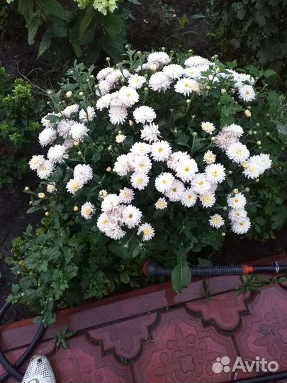 Туи, можевельник, голубая ель, саженцы малины