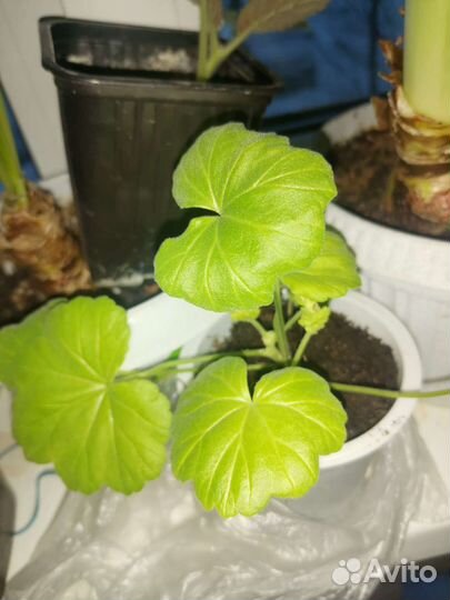 Пеларгония герань