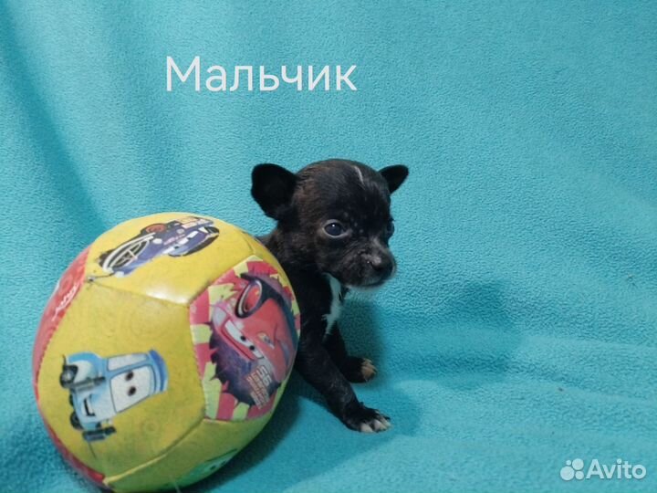 Щенки чихуахуа