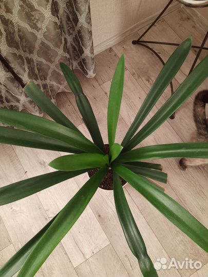 Кливия киноварная