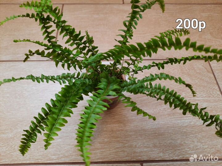 Папоротник