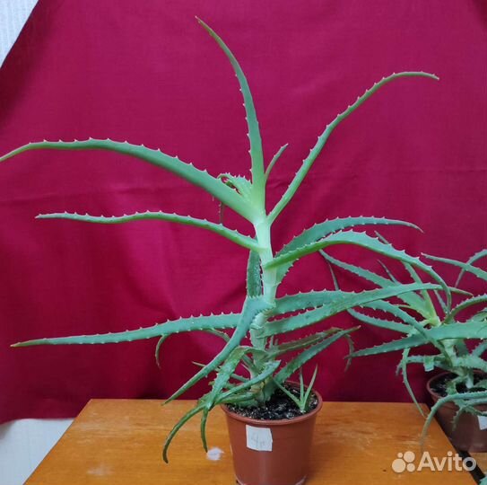 Алоэ 4 г. (1 шт.), 3 г. (2 шт.)