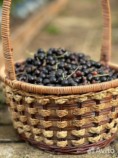 Черная смородина