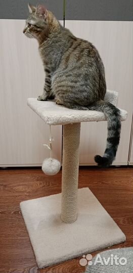 Когтеточка