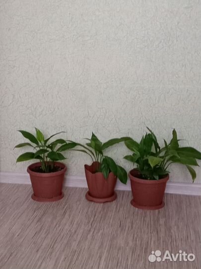 Спатифиллум