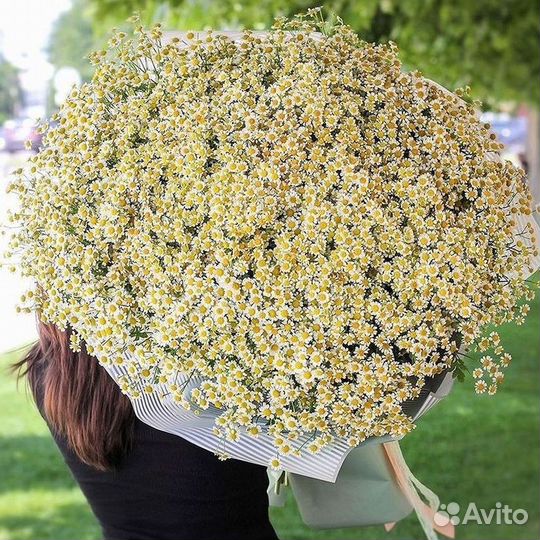 Ромашки Пионы Розы Доставка