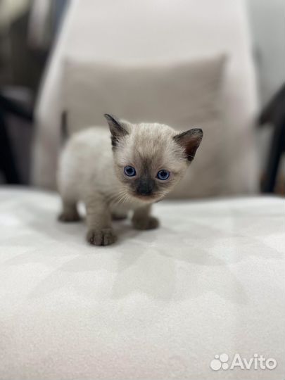 Сиамские котята