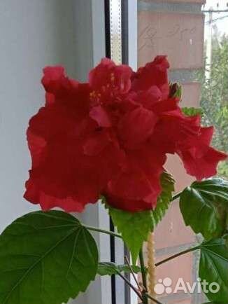 Гибискус китайская роза