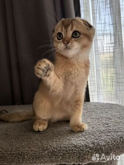 Шотландский золотой фолд