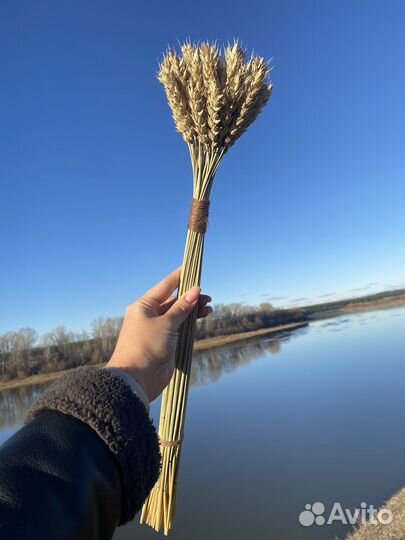 Колосья пшеницы