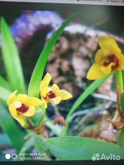 Орхидея Максиллярия Maxillaria variabilis