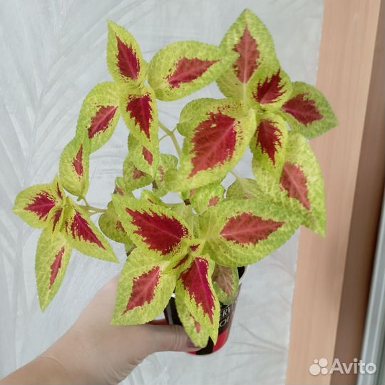 Колеусы. Цена за всё