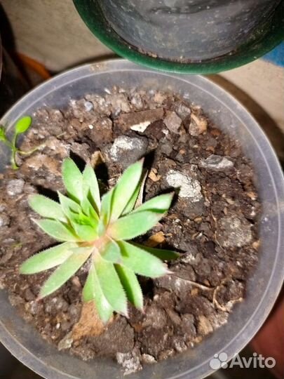 Укорененные ростки алоэ