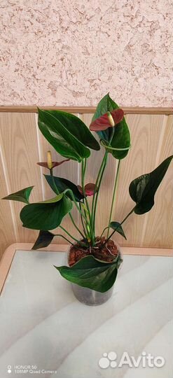 Антуриум Адиос Чоко