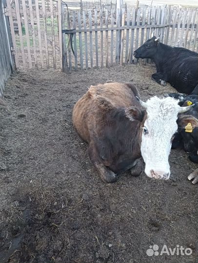 Продам коров