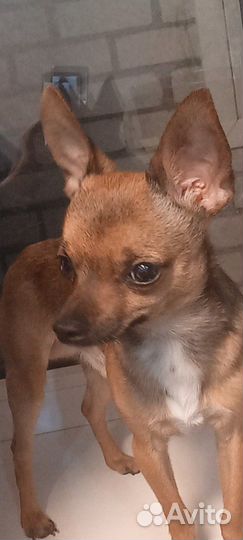 Вязка кобель чихуахуа