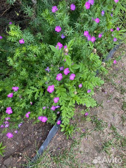 Герань садовая