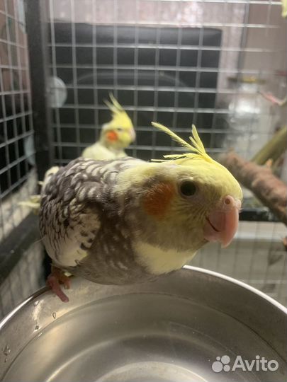 Молодые кореллы