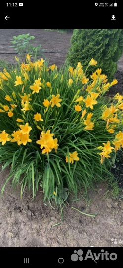 Многолетние цветы