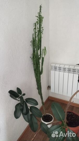 Кактус молочай большой, 2 шт