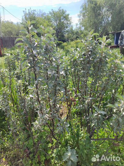 Саженцы деревьев, кустов и многолетних цветов